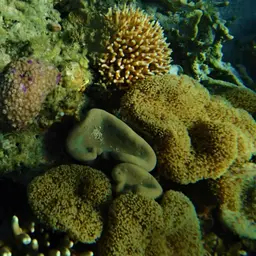 Leather Coral, photo 3