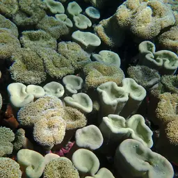 Leather Coral, photo 4