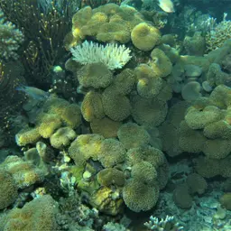 Leather Coral, photo 5