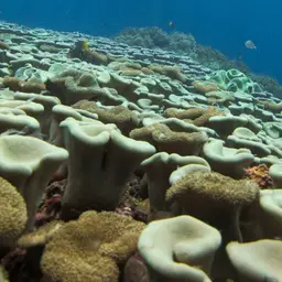Leather Coral, photo 6