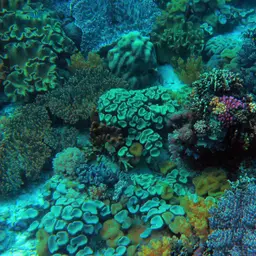 Leather Coral, photo 7
