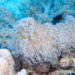 Leather Coral, photo 8