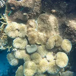 Leather Coral, photo 9