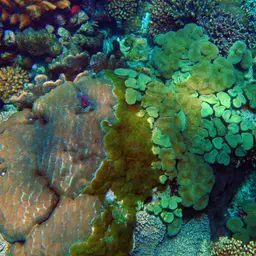 Leather Coral, photo 10