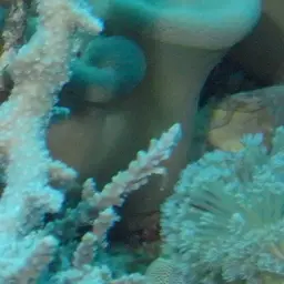 Leather Coral, photo 11