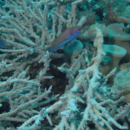 Leather Coral, photo 12