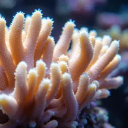 Finger Leather Coral