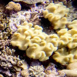 Elegant Toadstool Coral