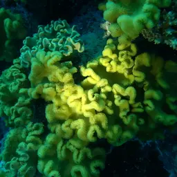 Elegant Toadstool Coral, photo 2