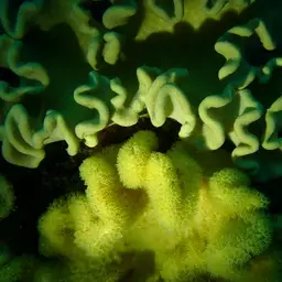 Elegant Toadstool Coral, photo 3