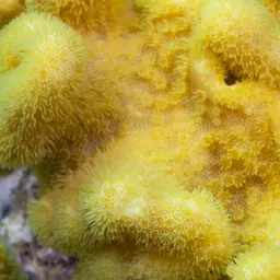 Elegant Toadstool Coral, photo 4