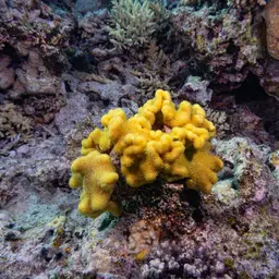 Elegant Toadstool Coral, photo 5