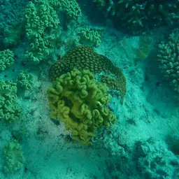 Elegant Toadstool Coral, photo 6