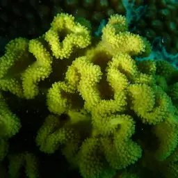 Elegant Toadstool Coral, photo 7