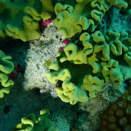 Elegant Toadstool Coral, photo 8
