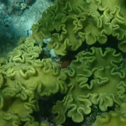 Elegant Toadstool Coral, photo 9