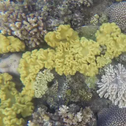 Elegant Toadstool Coral, photo 10