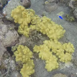 Elegant Toadstool Coral, photo 11
