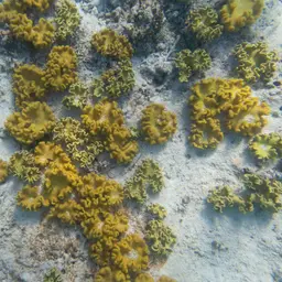 Elegant Toadstool Coral, photo 12