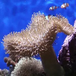 Leather Coral, photo 1