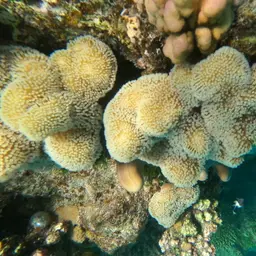 Leather Coral, photo 3