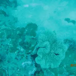 Leather Coral, photo 4