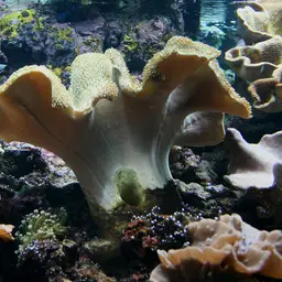 Leather Coral, photo 6