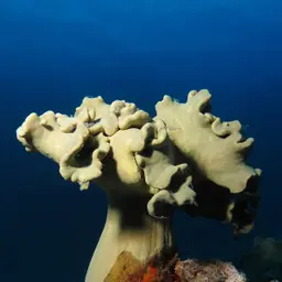 Leather Coral, photo 7