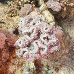 Leather Coral, photo 8