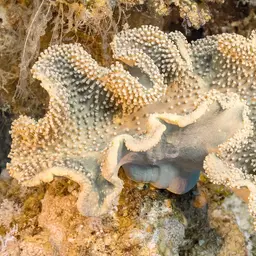 Leather Coral, photo 9