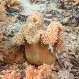 Leather Coral, photo 10