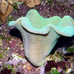Toadstool Leather Coral, photo 1