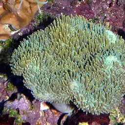 Toadstool Leather Coral, photo 2
