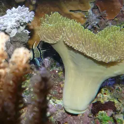 Toadstool Leather Coral, photo 3