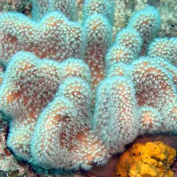 Toadstool Leather Coral, photo 4