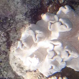Toadstool Leather Coral, photo 5