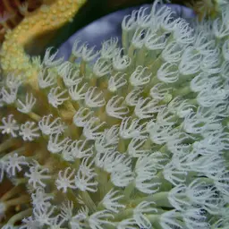 Elephant Ear Coral