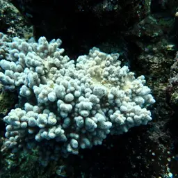 Elephant Ear Coral, photo 2