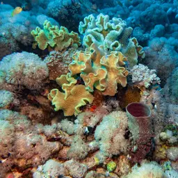 Elephant Ear Coral, photo 3