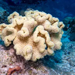 Elephant Ear Coral, photo 4