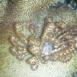 Elephant Ear Coral, photo 5