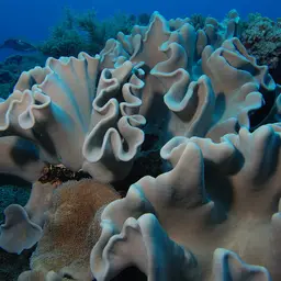 Elephant Ear Coral, photo 6