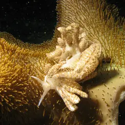 Elephant Ear Coral, photo 7