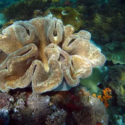Elephant Ear Coral, photo 8