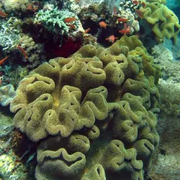 Elephant Ear Coral, photo 9