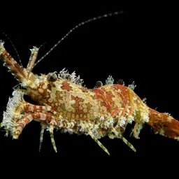 Marble Shrimp, photo 1