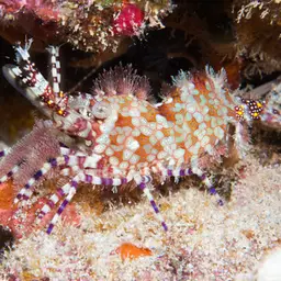 Marble Shrimp, photo 2