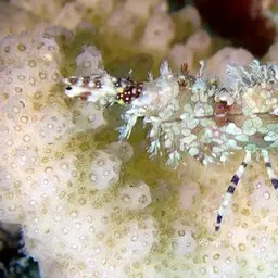 Marble Shrimp, photo 4