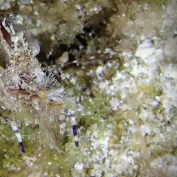 Marble Shrimp, photo 5