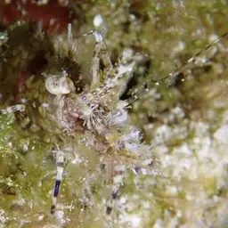 Marble Shrimp, photo 6